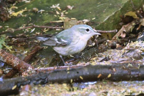 Study identifies US regions that benefit birds, people & climate the most