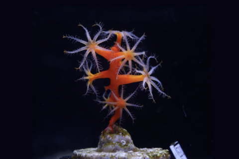 US pioneers restoration of deep water corals damaged by country’s worst oil spill