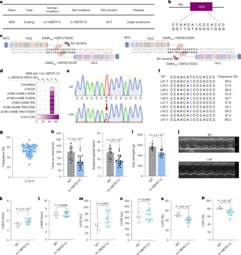 A mitochondrial disease model is generated and corrected using engineered base editors in rat zygotes