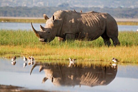 Ancient Tooth Proteins Rewrite the Rhino Family Tree—Are Dinosaurs Next?