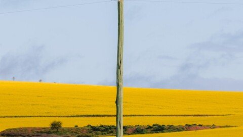 Flowers bloom so bright they can be seen from space