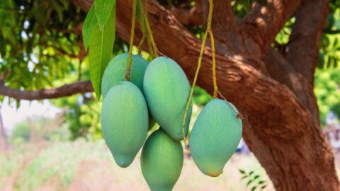 Daily Mango Can Improve Blood Glucose Indices, Body Composition in Individuals with Prediabetes