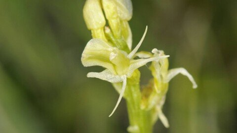 ‘Beautiful yet mercurial’ fen orchid brought back from brink of extinction