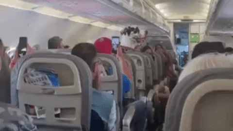of a dog on airplane