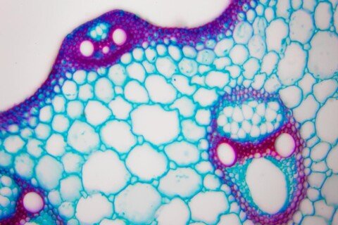 Applying AI To Biology: What’s Missing?