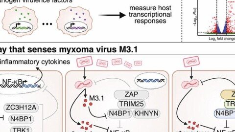 Poxvirus attack of antiviral defense pathways unleashes an effector-triggered NF-κB response | Science
