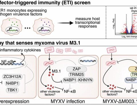 Poxvirus attack of antiviral defense pathways unleashes an effector-triggered NF-κB response | Science