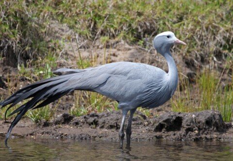 SA’s national bird faces “ecological trap” in Western Cape wheatlands