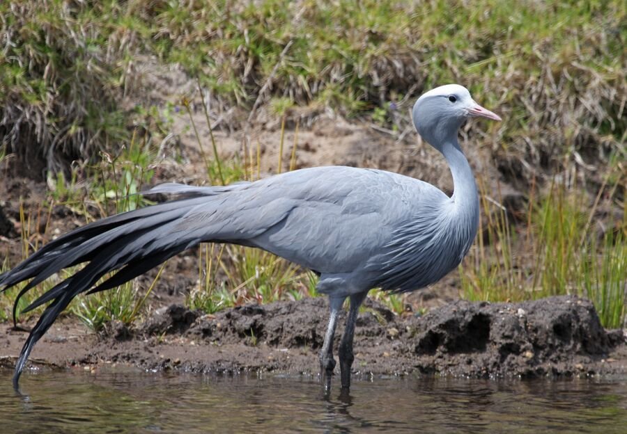 SA’s national bird faces “ecological trap” in Western Cape wheatlands