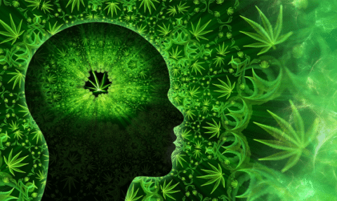 Weed Not Only Sends Memories Up in Smoke, It Reshapes Them