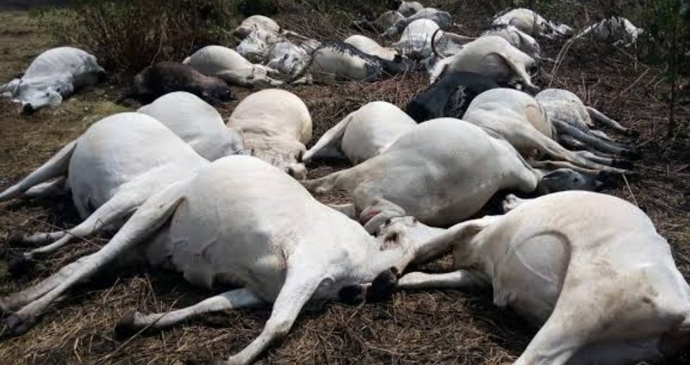 Herdsman forgives Ibadan man for poisoning cow, withdraws animal cruelty charge
