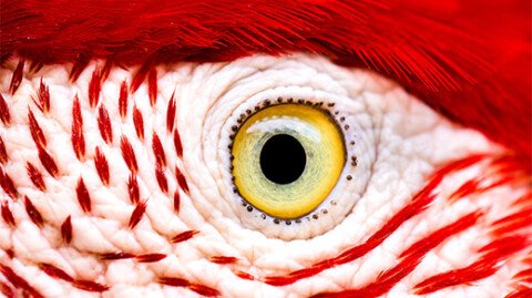 How the Bird Eye Was Pushed to an Evolutionary Extreme
