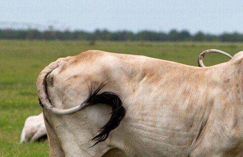 US reports three new cases of screwworm, bringing total to 15