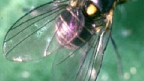 Serpentine leafminer detected in Tasmania for first time