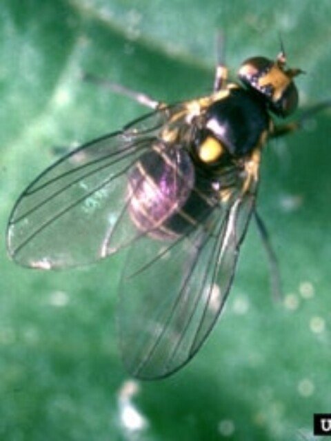 Serpentine leafminer detected in Tasmania for first time