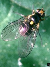 Serpentine leafminer detected in Tasmania for first time