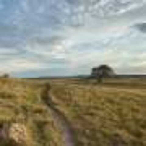 The order of species loss alters how grasslands maintain stability, study finds