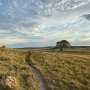 The order of species loss alters how grasslands maintain stability, study finds