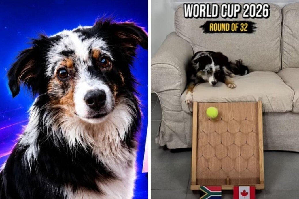 Meet the dog accurately predicting FIFA World Cup matches