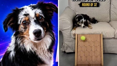 Meet the dog accurately predicting FIFA World Cup matches