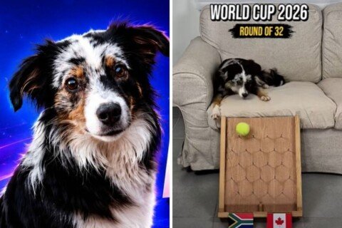 Meet the dog accurately predicting FIFA World Cup matches