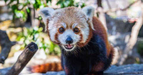 The second of two red panda cubs born at a California zoo dies