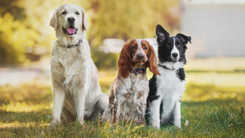 Does Having a Pet Really Improve Our Health?