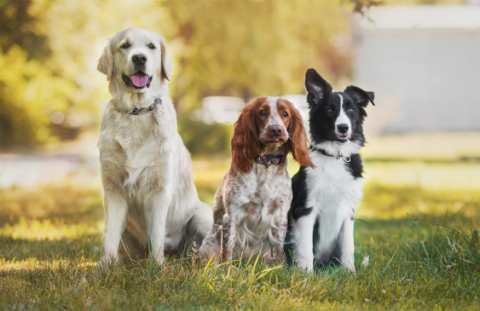 Does Having a Pet Really Improve Our Health?