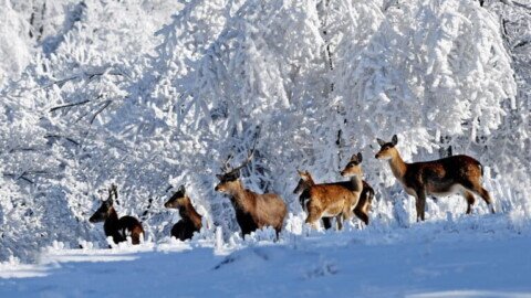 Decades after religions shaped China’s Tianmushan, authorities tackle protecting reserve