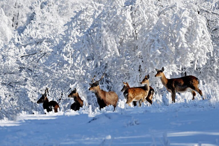 Decades after religions shaped China’s Tianmushan, authorities tackle protecting reserve