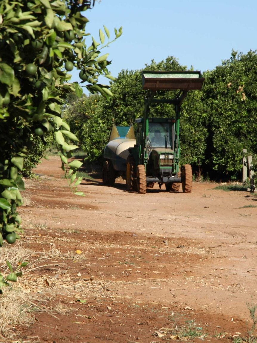 Labour hire company and four farms face more than $3 million in fines