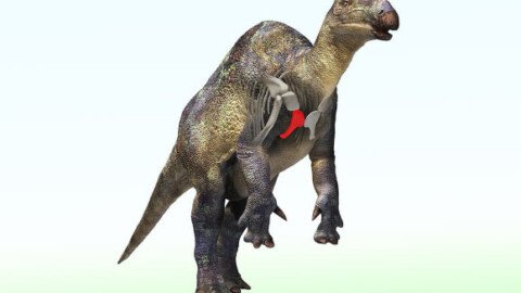 Fossil of Small Duck-Billed Dinosaur Relative Found in Japan