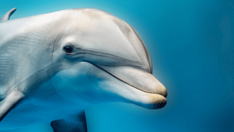 Dolphins Eavesdrop on Their Prey—and Each Other
