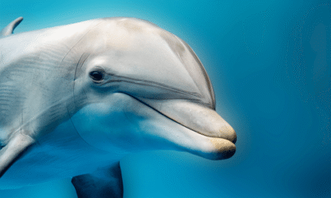 Dolphins Eavesdrop on Their Prey—and Each Other