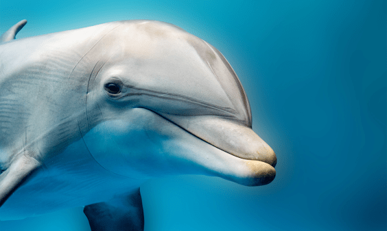 Dolphins Eavesdrop on Their Prey—and Each Other