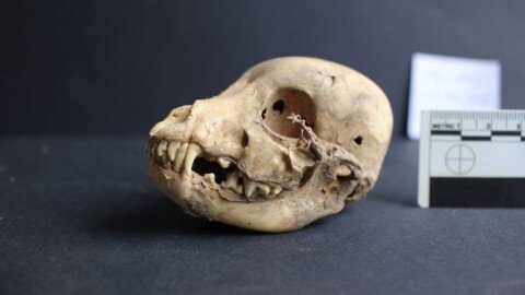 Archaeologists Discover 1,200-Year-Old Hairless Dog at Ancient Peruvian Site