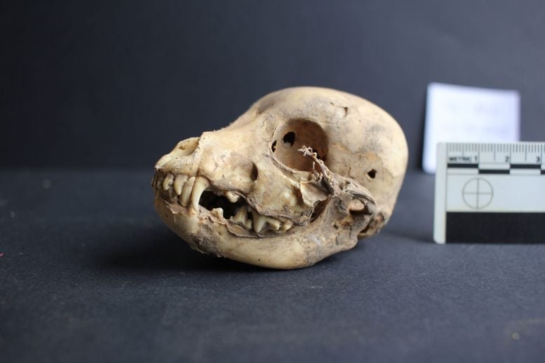 Archaeologists Discover 1,200-Year-Old Hairless Dog at Ancient Peruvian Site