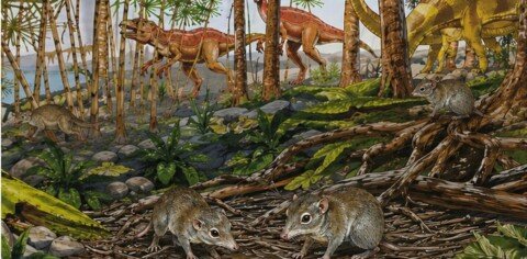 Early mammals weren’t all loners, as scientists thought – some already lived in pairs alongside the dinosaurs