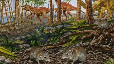 Early mammals weren’t all loners, as scientists thought – some already lived in pairs alongside the dinosaurs