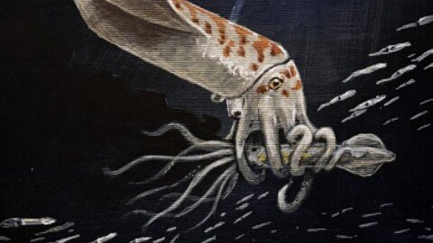 The Giant Squids of the Jurassic Period