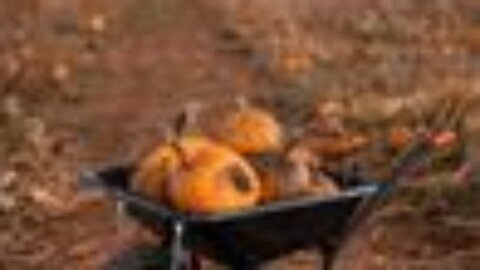 Welsh pumpkin patch is one of UK’s best for 2026 and it’s just £12 for a car full of people