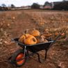 Welsh pumpkin patch is one of UK’s best for 2026 and it’s just £12 for a car full of people