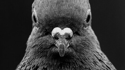 For Most of History, Pigeons Were Beloved. What Happened?