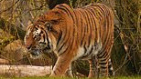 Tiger victim ‘was on all fours, praying and bowing’ to the animal before it mauled him to death at UK zoo