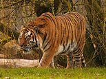 Tiger victim ‘was on all fours, praying and bowing’ to the animal before it mauled him to death at UK zoo