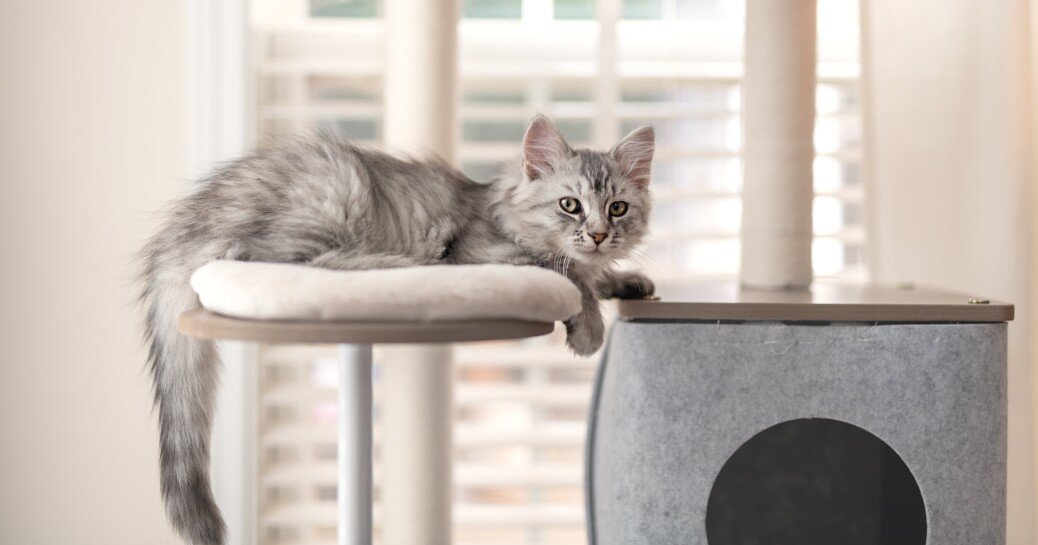 Cozy, Modern Cat Trees That Will Elevate Your Space, We Promise